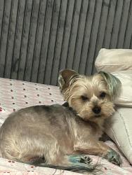 Lost Male Dog last seen Shell Gas station W lake Avenue and MLK, Atlanta, GA 30314
