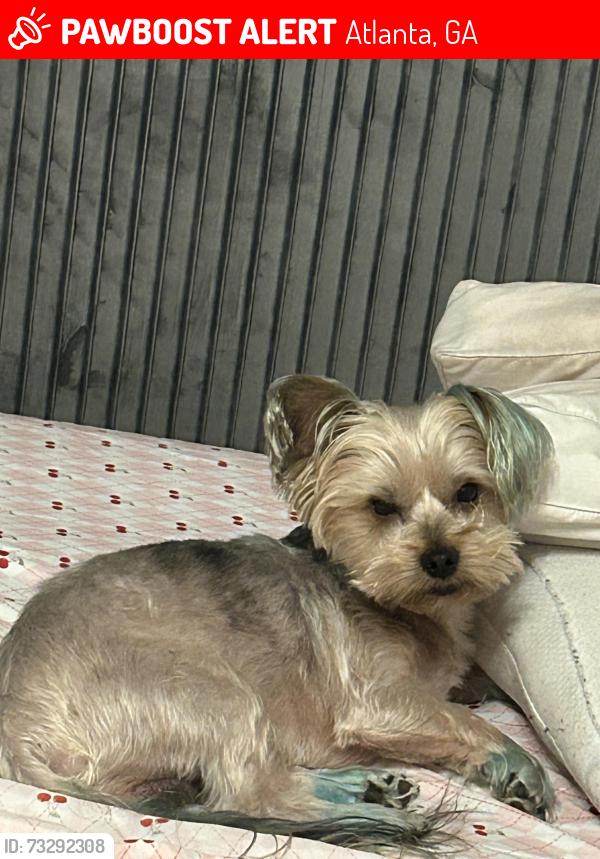 Lost Male Dog last seen Shell Gas station W lake Avenue and MLK, Atlanta, GA 30314