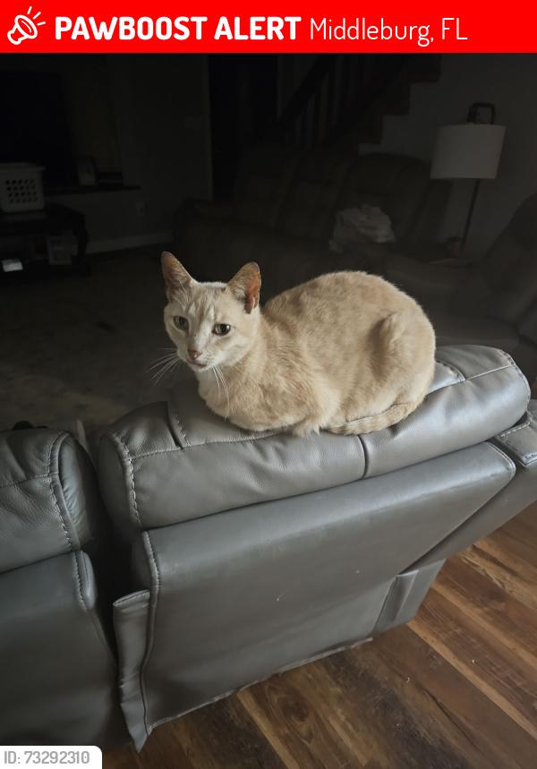Lost Male Cat last seen Gopher street, Middleburg, FL 32068