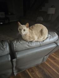 Lost Male Cat last seen Gopher street, Middleburg, FL 32068