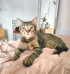 Found/Stray Male Cat last seen W McGee ST & Dundale, Sherman, TX 75090