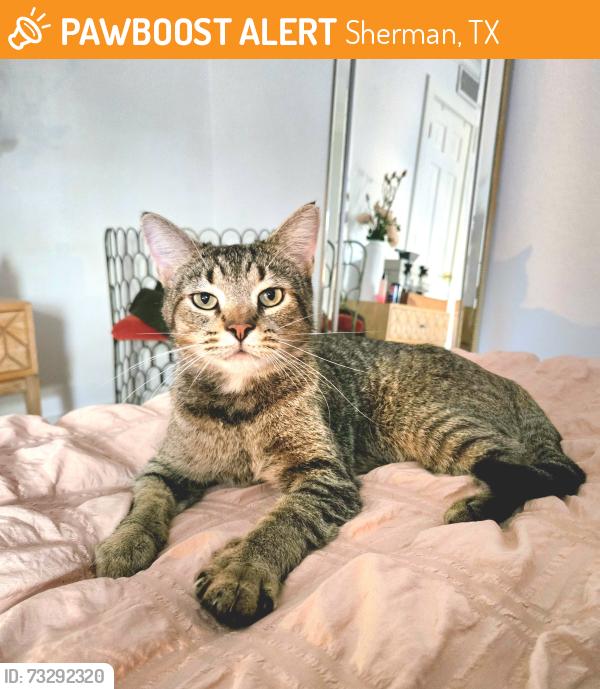 Found/Stray Male Cat last seen W McGee ST & Dundale, Sherman, TX 75090