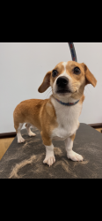 Lost Male Dog last seen Northside of Jacksonville, Jacksonville, FL 32255