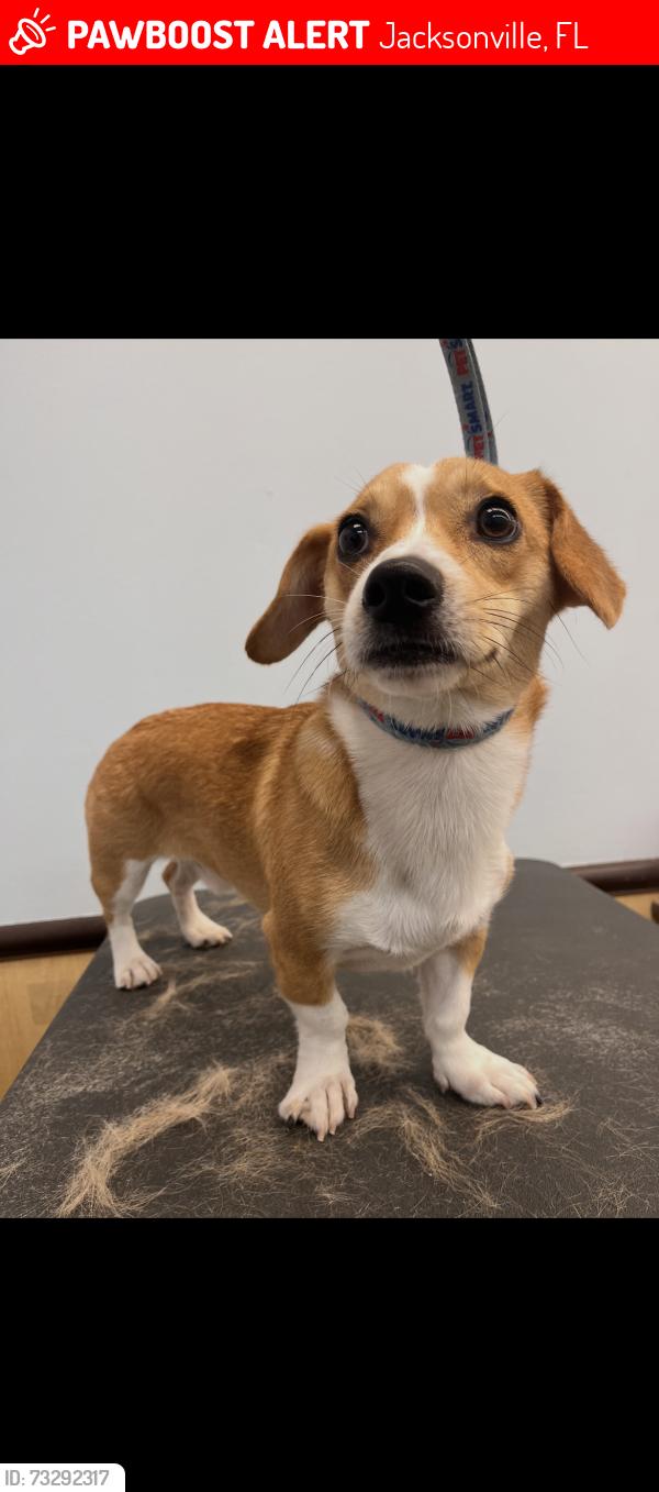 Lost Male Dog last seen Northside of Jacksonville, Jacksonville, FL 32255