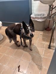 Found/Stray Unknown Dog last seen Gumtree road, Coatesville, PA 19320