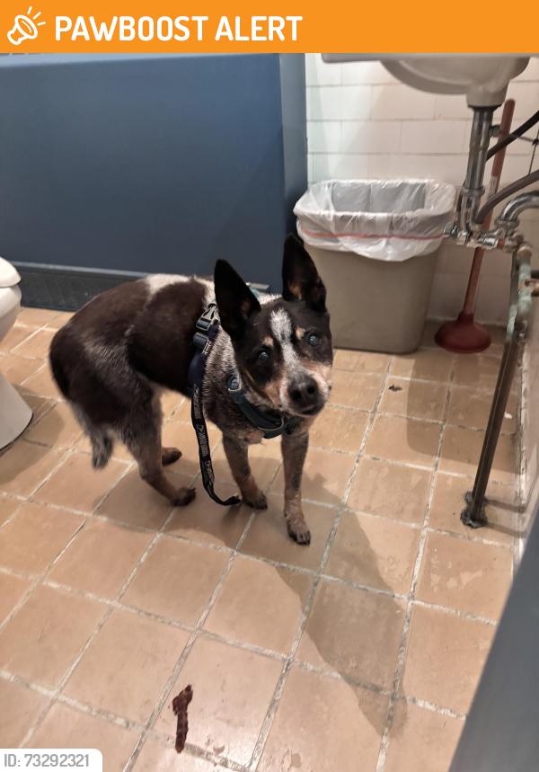 Found/Stray Unknown Dog last seen Gumtree road, Coatesville, PA 19320