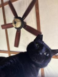 Lost Male Cat last seen Jackson Pike, McKeever Pike, and Crosstown Road in Williamsburg Ohio, Williamsburg, OH 45176