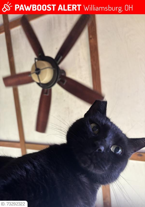 Lost Male Cat last seen Jackson Pike, McKeever Pike, and Crosstown Road in Williamsburg Ohio, Williamsburg, OH 45176