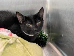 Shelter Stray Female Cat last seen OCKLAWAHA DR LEESBURG, 12280 County Rd 448, Tavares, FL 32778, USA