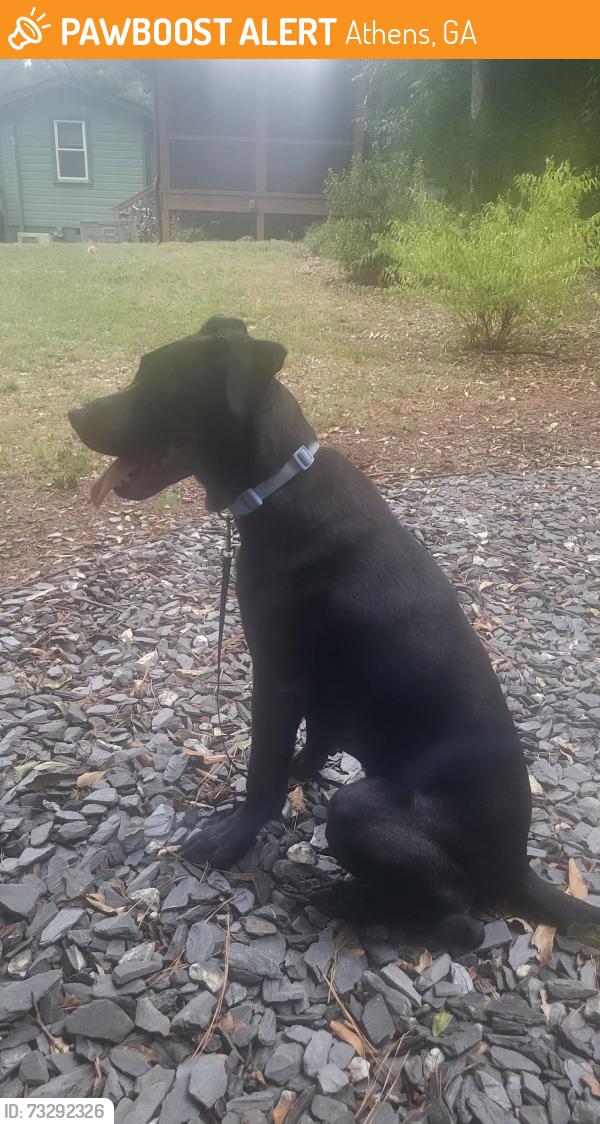 Found/Stray Male Dog last seen Hillside St, Athens, GA 30601
