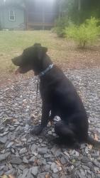 Found/Stray Male Dog last seen Hillside St, Athens, GA 30601