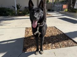 Shelter Stray Female Dog last seen , 957 N Gaffey St, San Pedro, CA 90731, USA