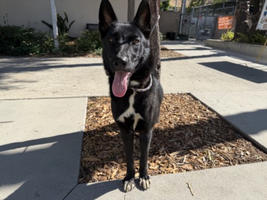 Shelter Stray Female Dog last seen , 957 N Gaffey St, San Pedro, CA 90731, USA