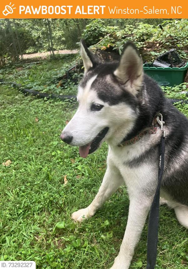Found/Stray Male Dog last seen N Peacehaven and Chester, Winston-Salem, NC 27104
