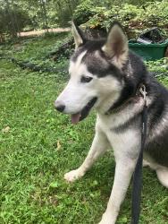 Found/Stray Male Dog last seen N Peacehaven and Chester, Winston-Salem, NC 27104