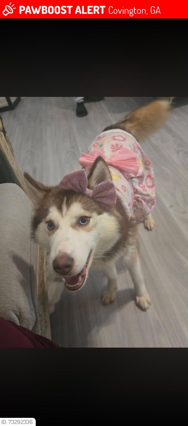 Lost Female Dog last seen Salem rd, Covington, GA 30016