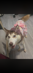 Lost Female Dog last seen Salem rd, Covington, GA 30016