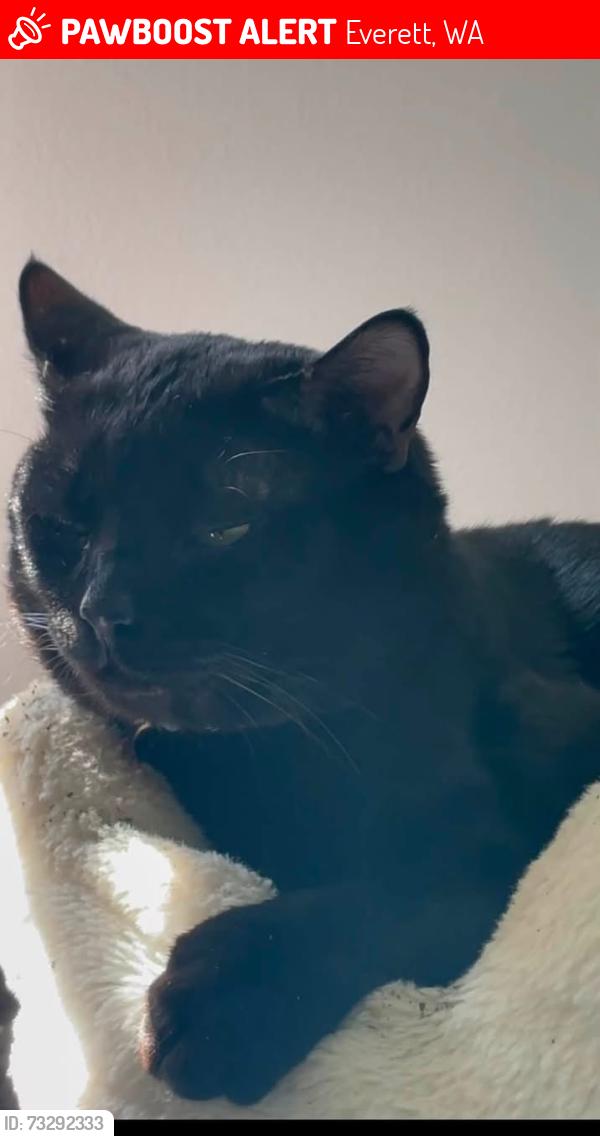 Lost Male Cat last seen Sykamore St, Everett, WA 98203