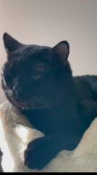 Lost Male Cat last seen Sykamore St, Everett, WA 98203