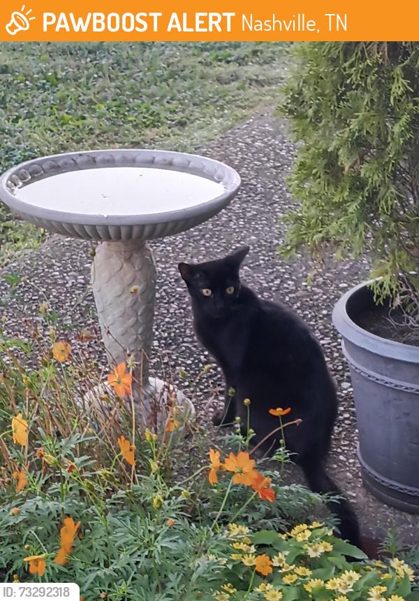 Found/Stray Unknown Cat last seen Arrive Bellevue apmts/ old hickory Blvd across from Kroger, Nashville, TN 37221
