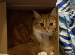 Reunited Female Cat last seen Hermitage Road and 50 street, Edmonton, AB 