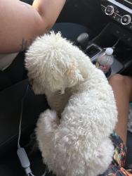 Found/Stray Male Dog last seen Mcnatt, Aubrey, TX 76227