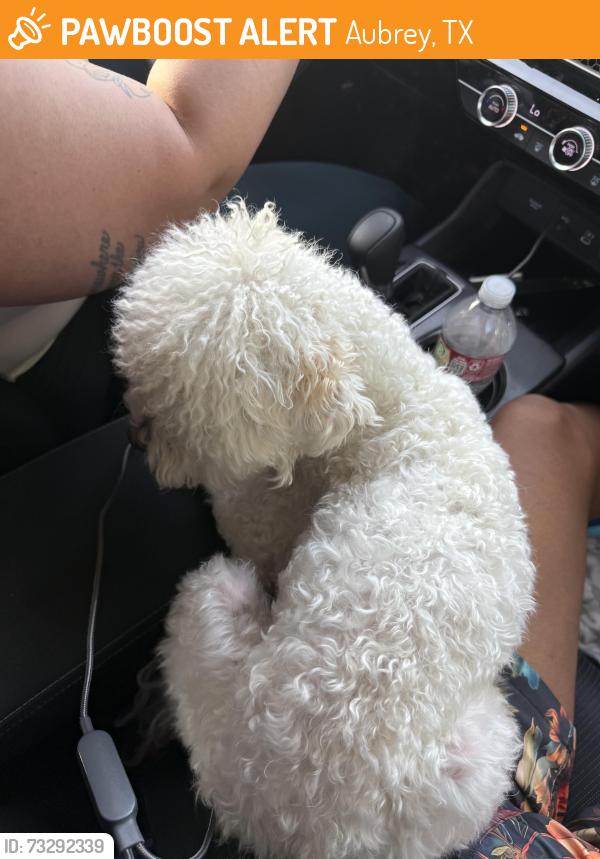 Found/Stray Male Dog last seen Mcnatt, Aubrey, TX 76227