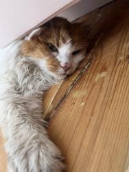 Reunited Unknown Cat last seen barracks hill, Newport, Wales 