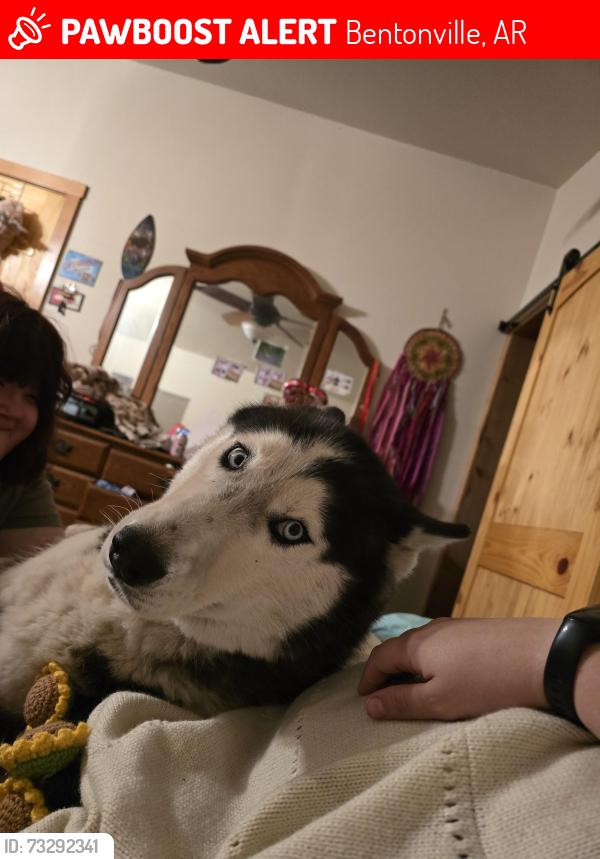 Lost Male Dog last seen Bells vista Bypass, Bentonville, AR 72712