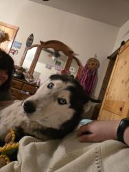 Lost Male Dog last seen Bells vista Bypass, Bentonville, AR 72712