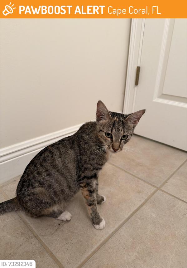 Found/Stray Female Cat last seen Hancock and Cultural Park, Cape Coral, FL 33990