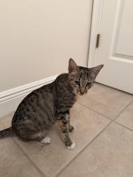 Found/Stray Female Cat last seen Hancock and Cultural Park, Cape Coral, FL 33990