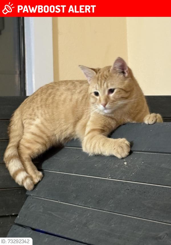 Lost Male Cat last seen Pumpkin patch rd, Torrance County, NM 87035