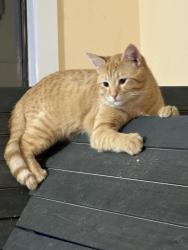 Lost Male Cat last seen Pumpkin patch rd, Torrance County, NM 87035