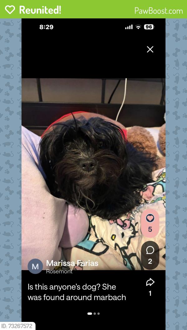 Reunited Female Dog last seen Marbach and Ellison, Far West Side, TX 78245