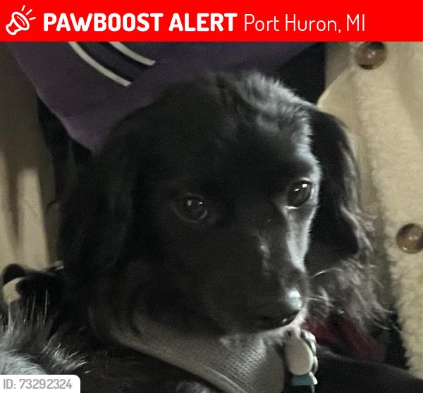 Lost Male Dog last seen 10th St and Beard St, Port Huron, MI 48060