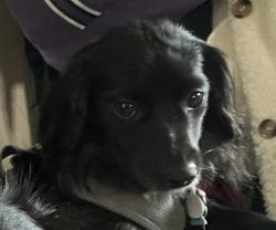 Lost Male Dog last seen 10th St and Beard St, Port Huron, MI 48060