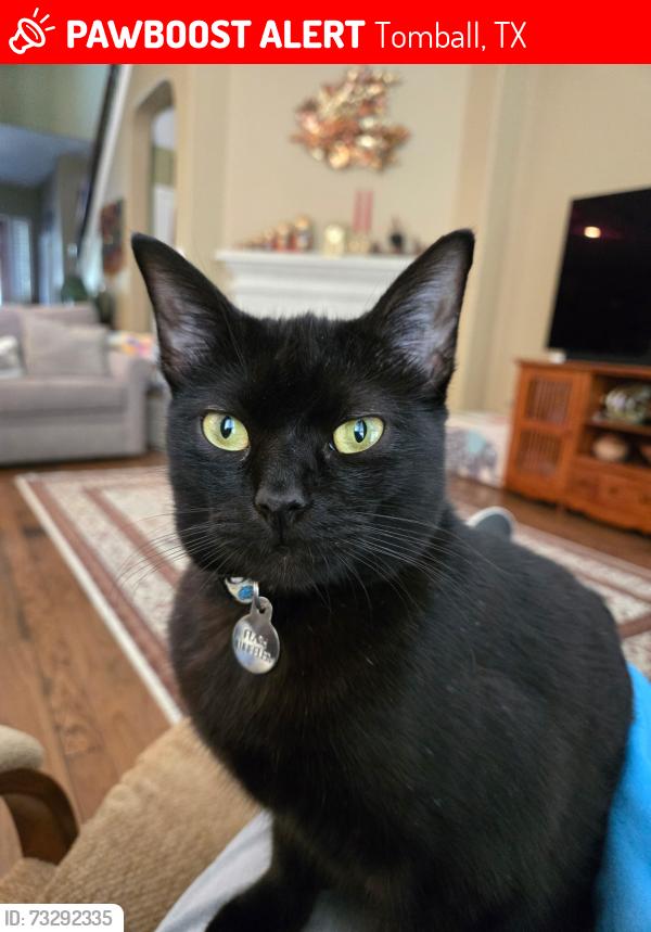 Lost Female Cat last seen Tomball Memorial High School, Tomball, TX 77377