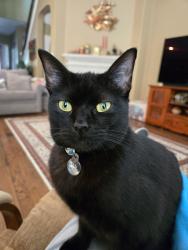 Lost Female Cat last seen Tomball Memorial High School, Tomball, TX 77377