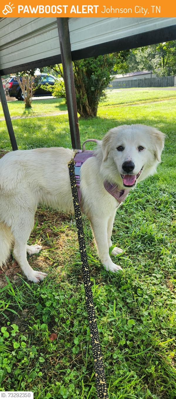 Found/Stray Female Dog last seen Milligan highway, Johnson City, TN 37601