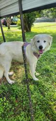 Found/Stray Female Dog last seen Milligan highway, Johnson City, TN 37601