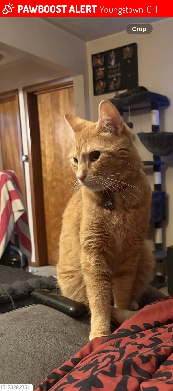 Lost Male Cat last seen Whippoorwill lane, Youngstown, OH 44511