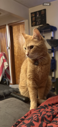 Lost Male Cat last seen Whippoorwill lane, Youngstown, OH 44511