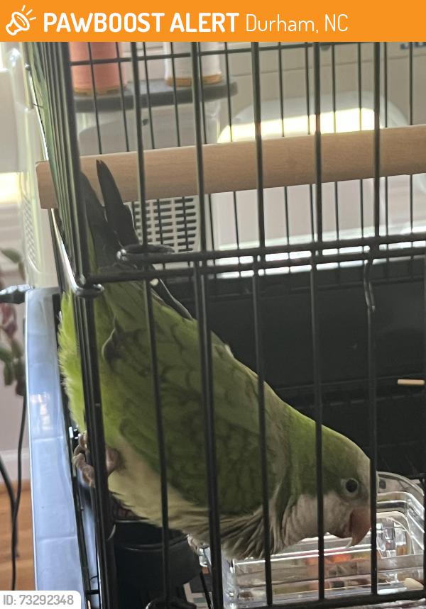 Found/Stray Unknown Bird last seen N Roxboro Street and Pacific Avenue, Durham, Durham, NC 27704