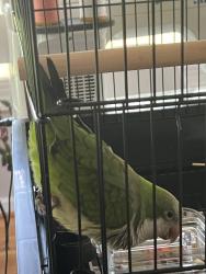 Found/Stray Unknown Bird last seen N Roxboro Street and Pacific Avenue, Durham, Durham, NC 27704