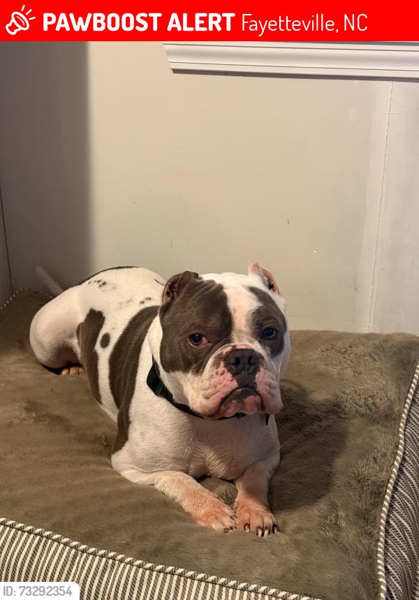 Lost Male Dog last seen Deep Creek Road, Fayetteville, NC 28312