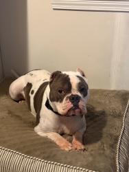 Lost Male Dog last seen Deep Creek Road, Fayetteville, NC 28312