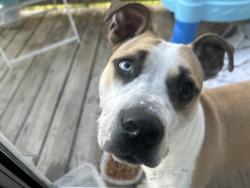 Found/Stray Female Dog last seen Oakleaf Drive, Saint Charles, MO 63301