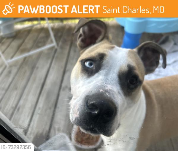 Found/Stray Female Dog last seen Oakleaf Drive, Saint Charles, MO 63301
