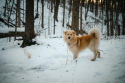 Lost Male Dog last seen On State road between Olds and Baseline. Also seen headed south on 127., Leslie, MI 49251
